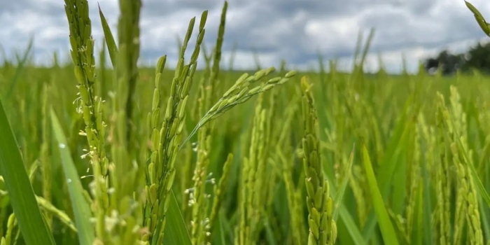 Goiás é o quarto produtor de grãos do país